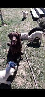 Verkaufe schöne Labrador Welpen