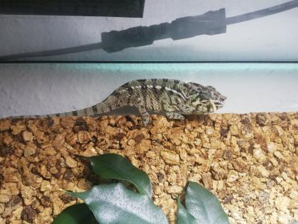 Pantherchamäleon mit Terrarium