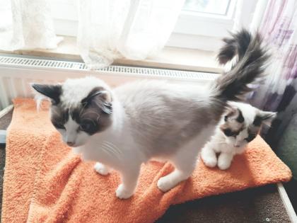 Birma Ragdoll Kitten