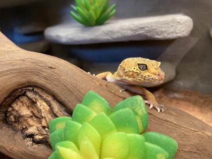 2 Leopardgecko Damen mit Terrarium