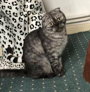 Scottish Fold Dame Betty 17. 8. 22 geb.