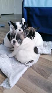 Süße Französische Bulldoggen Welpen