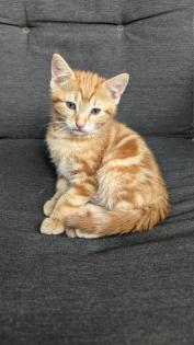 EKH Kitten 4 Monate