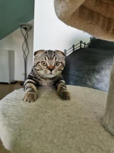 Süße Kitten suchen dich