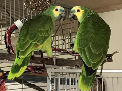 Amazone Blaustirn 2 Hähne