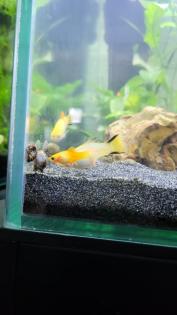 Oranger Platy Nachwuchs abzugeben