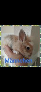 Reinrassige löwenkopfkaninchen Babys