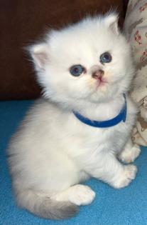 BLH Kitten ab der 12 Woche