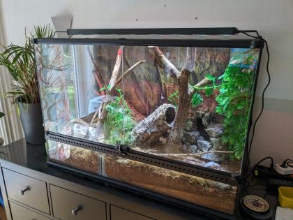 Australische Zwergpython incl. Terrarium LED Beleuchtung und Hitzestein