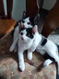 Ekh Babykatzen Kitten