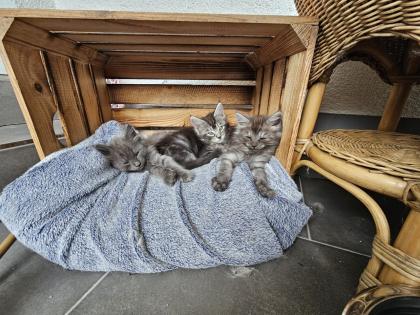 Reinrassige Maine Coon Kitten suchen ihren Dosenöffner