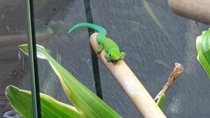 Phelsuma pasteuri