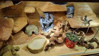 Zwergbartagamen Pärchen Pogona Minor Terrarium und Zubehör