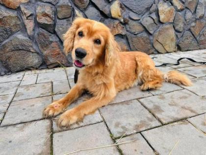 Ramen - Cocker-Spaniel-Mischling - Familienhund lieb