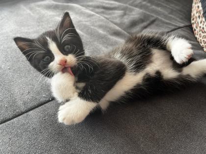 Babykatzen/Katzenbabys/Kitten