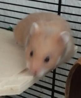 Reinrassig Teddyhamster Babys
