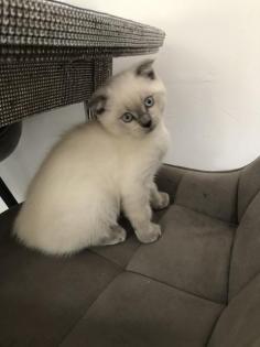 BKH/ Scottish fold