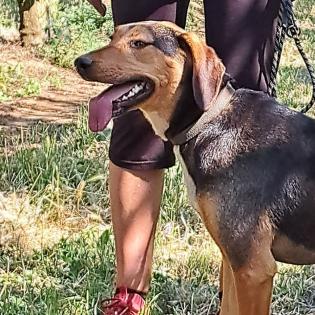 Hanni / Status sucht ein Zuhause