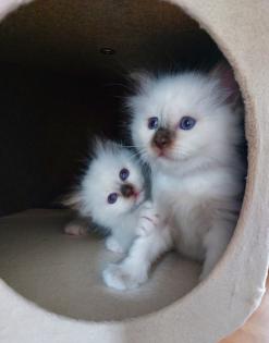 Heilige birma kitten