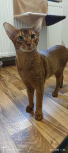 Charmanter reinrassiger 12 Monate alter Abessinier Kater mit Papiere