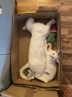 Katzenbabys Van Katze Main Coon Mischling