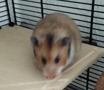 Reinrassig Teddyhamster Babys