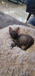 Sphynx wünder schöne kitte