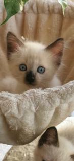 SIAM KITTEN seal point ab August auszugsbereit