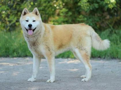 Toya - Akita Inu Mix - lieb verträglich