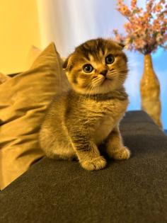 Kitten Abgabebereit
