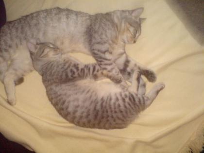 2 Hauskatzen zu verschenken Europäisches Kurzhaar 2 und 3 jahre alt Wundersch
