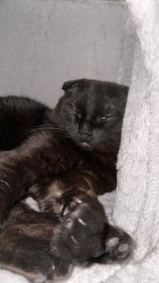 Wunderschöne Katzenbrüder abzugeben BKH Mix