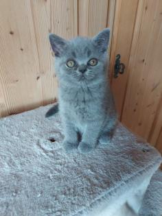 BKH-Kitten point und blau