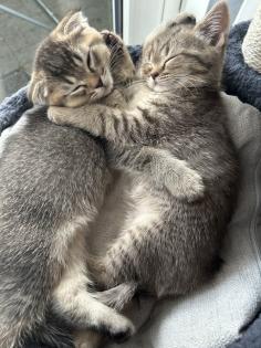 Kitten Abgabebereit