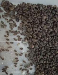 Argentinische Waldschaben BlaupticaDubia verschiedene Größen