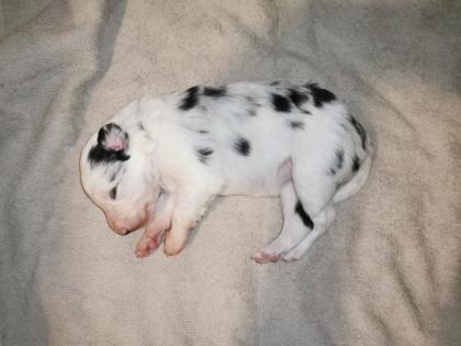 Reinrassige Border Collie Welpen