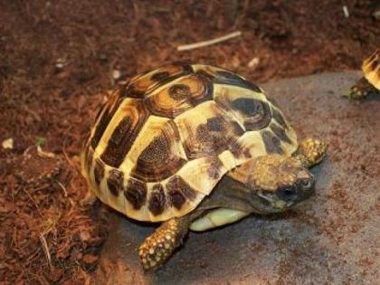 Griechische Landschildkröten Thherc Babys von 2022