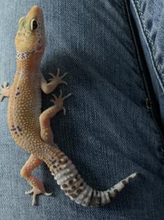 1. 0 Tangerine Het Raptor Leopardgecko Männchen Enz 22 Übergabe Houten oder Hamm möglich