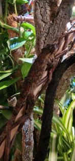 Rhacodactylus. auriculatus Gargoylegecko