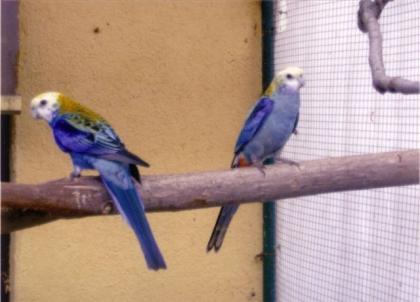 1 1 Blauwangenrosella