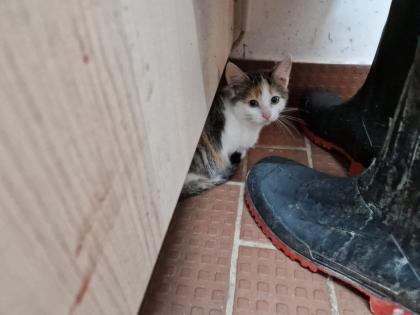Bauerhofkitten suchen Zuhause katzen Kater kitten