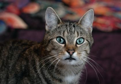 Baccarddi - sucht dringend ein Zuhause aus dem Tierschutz / gechipt geimpft kastriert