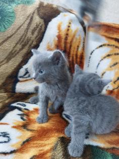 Russisch blaue BKH MIX