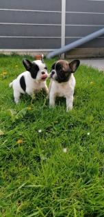 Süße Französische Bulldoggen Welpen