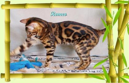 Exklusiver und pfiffiger Bengal Kater Donat Rosetten Eyecatcher unkastriert