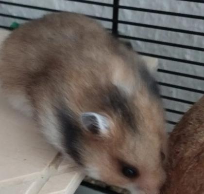 Reinrassig Teddyhamster Babys