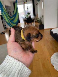 Zwergpinscher Welpen