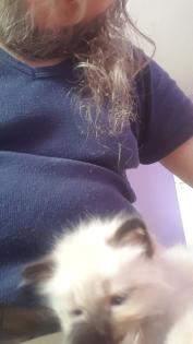 Reinrassige Balinesische Siam Kitten Langhaar Selten