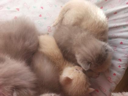 Bkh Siam-Thai-Kätzchen BESTE KATZENRASSE