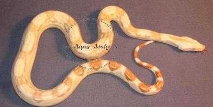 Boa constrictor albino sharp line 1. 500 - Euro